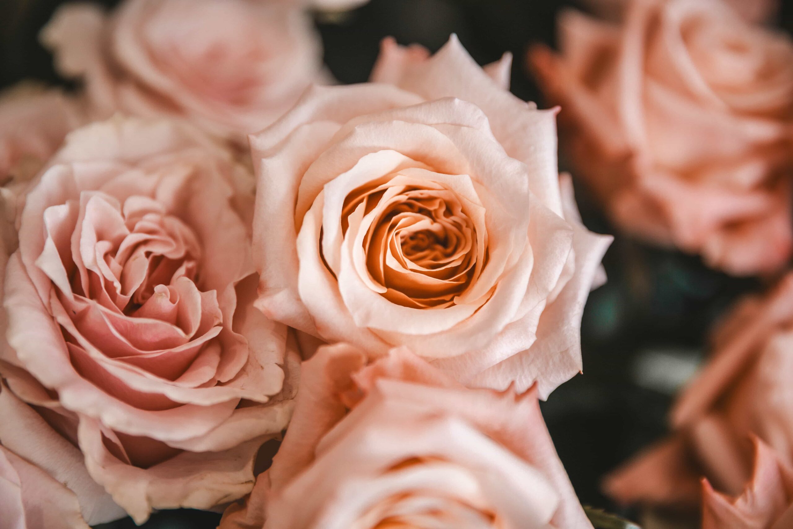 Roses